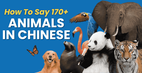 Chinese Animal Names: 172 Translations ? (Zodiac, Sea, Land, Birds & More) Thumbnail
